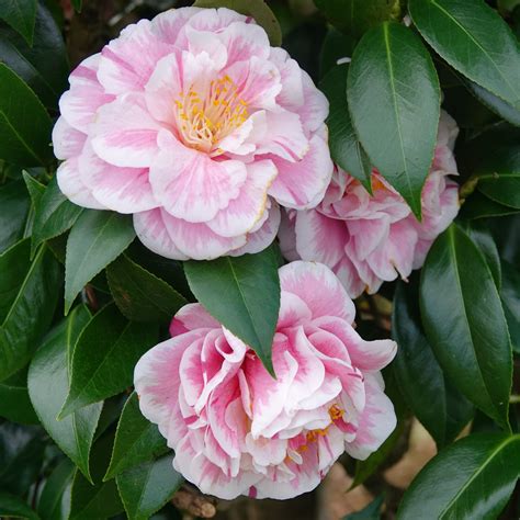 Occult bewitchment camellia japonica